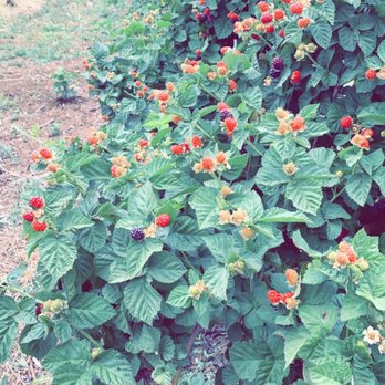 Bacchini's Farm - Fruits & Veggies Near Me - Brentwood, California