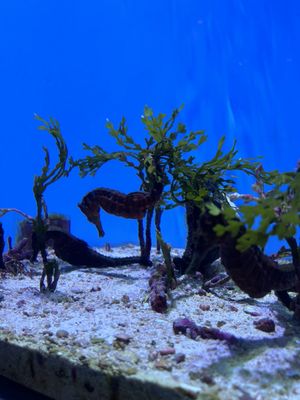 Okinawa Churaumi Aquarium by null