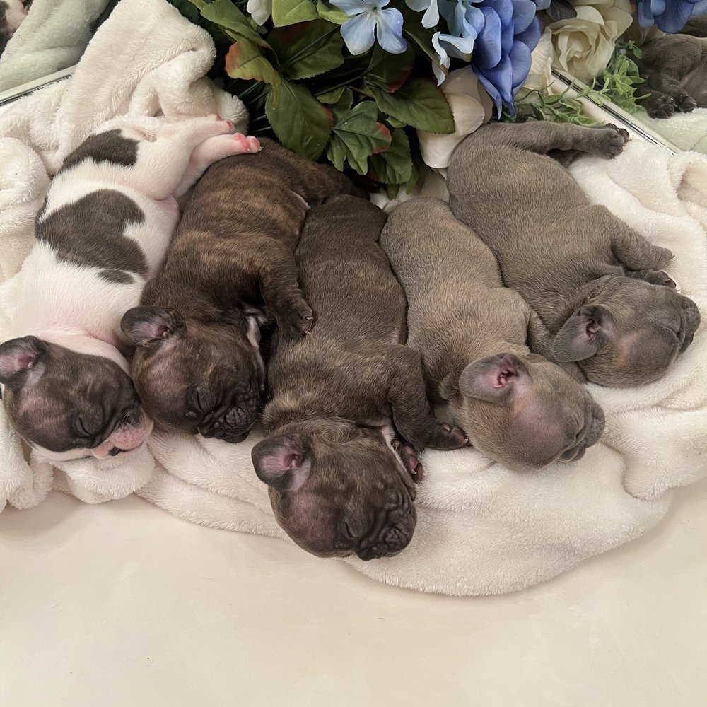TBC Pregnancy Services - Animal Assisted Therapy Near Me TBC Pregnancy Services - Animal Assisted Therapy Near Me
