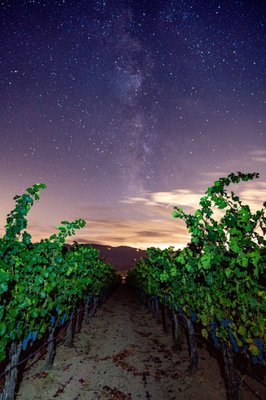 Kenefick Ranch Vineyard & Winery by null