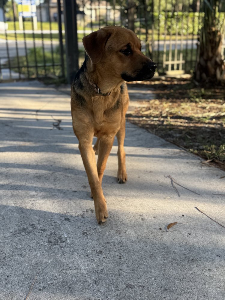 Home Away From Home Doggy Daycare & Boarding Image