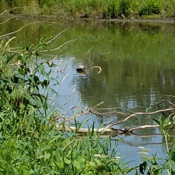 Kilbuck Wetlands - a turtle finds a fallen tree branch to rest on to catch some sun - Parks Near Me - Anderson, Indiana Kilbuck Wetlands - a turtle finds a fallen tree branch to rest on to catch some sun - Parks Near Me - Anderson, Indiana