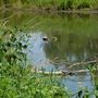 Photo of Kilbuck Wetlands