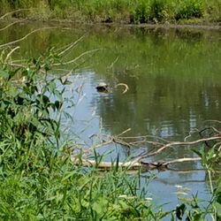 Kilbuck Wetlands - a turtle finds a fallen tree branch to rest on to catch some sun