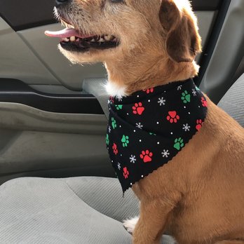 Roxy's Pooch Parlour - Pet Groomers Near Me - Los Angeles, California