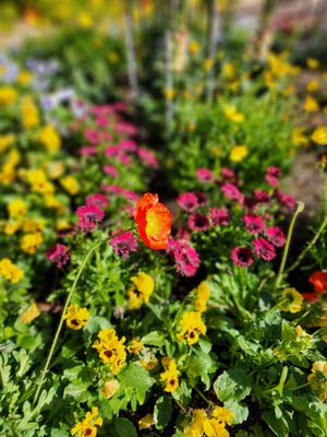 Tucson Botanical Gardens by null