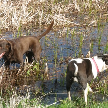 Lucky Hounds Dog Boarding - Having fun in the pond - Pet Sitting Near Me - Colfax, California Lucky Hounds Dog Boarding - Having fun in the pond - Pet Sitting Near Me - Colfax, California