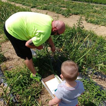 Ochs Orchard - Pulling out some garlic..yum - Fruits & Veggies Near Me - Warwick, New York Ochs Orchard - Pulling out some garlic..yum - Fruits & Veggies Near Me - Warwick, New York