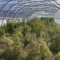 Cascade Blueberry Farm