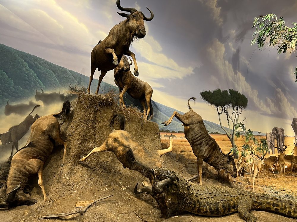 CABELA’S 74 Photos & 58 Reviews 10300 Cabela Dr, Kansas City