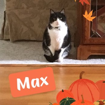 Carolina Pet Sitters - Pet Sitting Near Me - Columbia, South Carolina Carolina Pet Sitters - Pet Sitting Near Me - Columbia, South Carolina