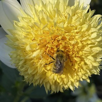 Point Defiance Park - Dahlia garden is loved by visitors. - Parks Near Me - Tacoma, Washington