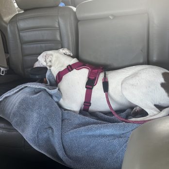 Every Dog’s Day - Not acting like herself - Pet Boarding Near Me - Frisco, Texas