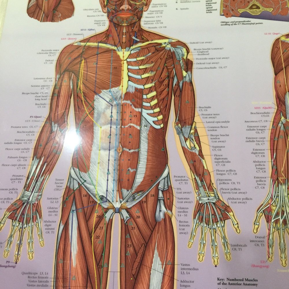 Arnica Wellness - Neat to see how all our muscles are connected! - Acupuncture Near Me - Edmonton, Alberta