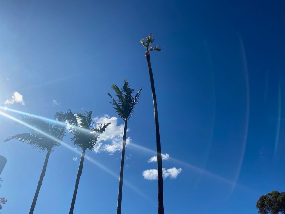 Easy Does It Tree Service - tree service in Los Angeles, CA