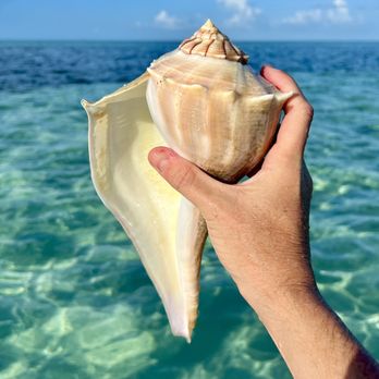 Dolphin Safari Charters - Boat Tours Near Me - Key West, Florida Dolphin Safari Charters - Boat Tours Near Me - Key West, Florida