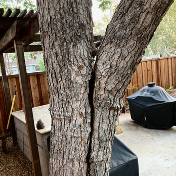 Terry's Tree Service - Tree Services Near Me - Livermore, California Terry's Tree Service - Tree Services Near Me - Livermore, California