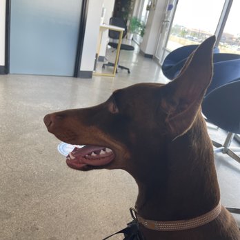 Pinnacle Veterinary Center - Olive patiently waiting to get her mani and pedi! - Veterinarians Near Me - Santa Clarita, California