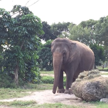 Zoo Miami - One of the elephants at the zoo - Zoos Near Me - Miami, Florida Zoo Miami - One of the elephants at the zoo - Zoos Near Me - Miami, Florida