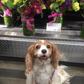 Costco - Lucy gets her prescription filled here. - Wholesale Stores Near Me - Danville, California Costco - Lucy gets her prescription filled here. - Wholesale Stores Near Me - Danville, California
