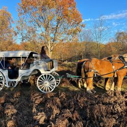 CJ's Stable - Carriage Ride