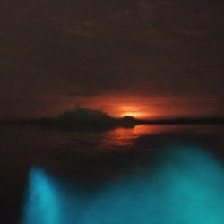 Robert's EcoTours - Bioluminiscensia en Manialtepec Laguna