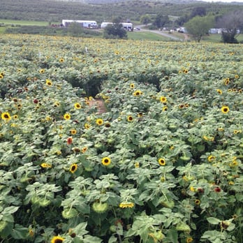 Lyman Orchards - The sunflowers - Fruits & Veggies Near Me - Middlefield, Connecticut Lyman Orchards - The sunflowers - Fruits & Veggies Near Me - Middlefield, Connecticut