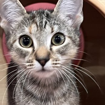 Tally Cat Cafe - Curious kitty - Pet Adoption Near Me - Tallahassee, Florida Tally Cat Cafe - Curious kitty - Pet Adoption Near Me - Tallahassee, Florida