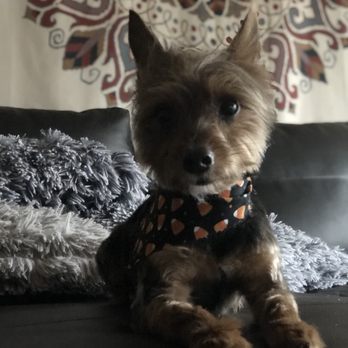 Bark in Style - After - Pet Groomers Near Me - Seattle, Washington Bark in Style - After - Pet Groomers Near Me - Seattle, Washington