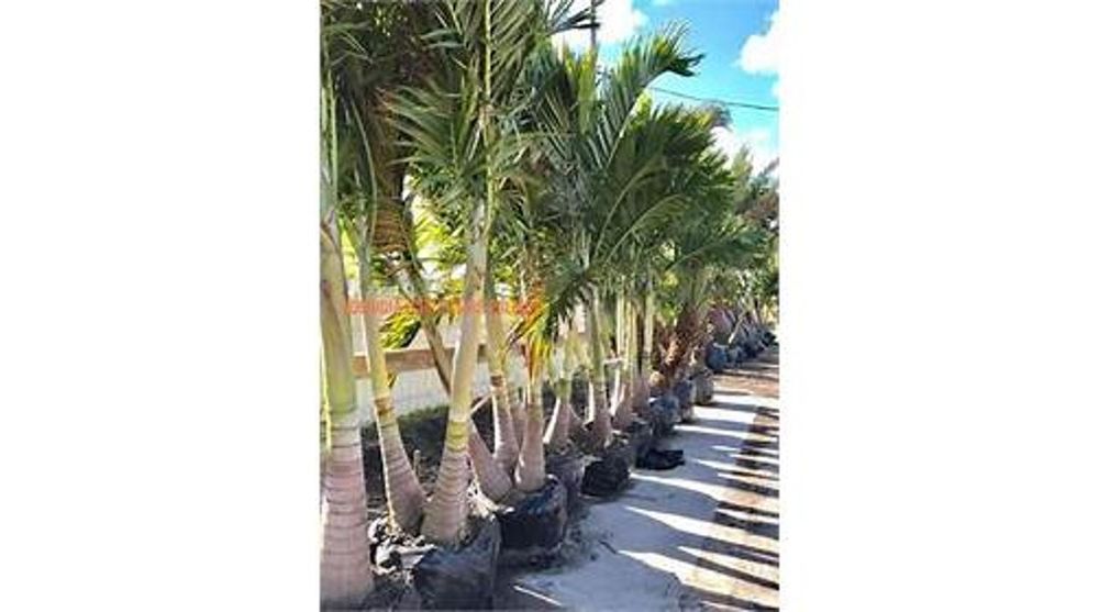 PALM TREES DIRECT Updated August 2024 31 Photos & 23 Reviews 8440