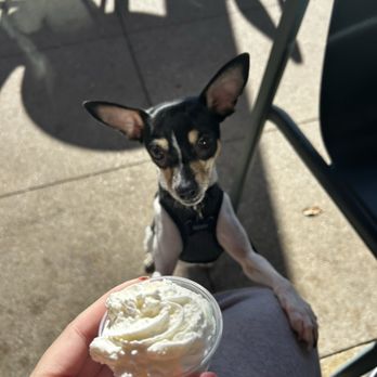 Bakery Lorraine - Whip Cream for Dog - Bakeries Near Me - Austin, Texas