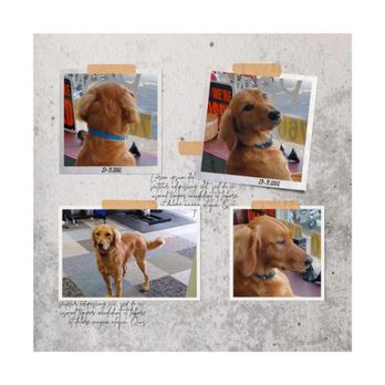 Jessicas Purdy Paws 2 - Pet Groomers Near Me - Akron, Ohio Jessicas Purdy Paws 2 - Pet Groomers Near Me - Akron, Ohio
