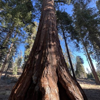 Trail of 100 Giants - Hiking Near Me - Springville, California Trail of 100 Giants - Hiking Near Me - Springville, California