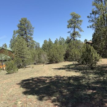 Lumberjacks - Dead tree gone great job Lumberjack! - Tree Services Near Me