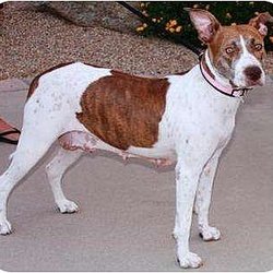 Valley Dogs Rescue - My name is Roxy and I am looking for my furever family.  Could that be you?