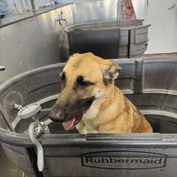 Bath & Biscuits - Pet Stores Near Me - Sacramento, California