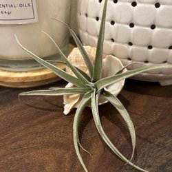 Austentatious - Air plant