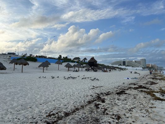 Dolphins Beach by null