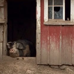 Living History Farms