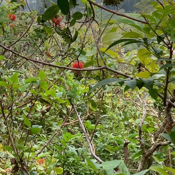 HeleWai Eco Tours - Hiking Near Me - Lahaina, Hawaii