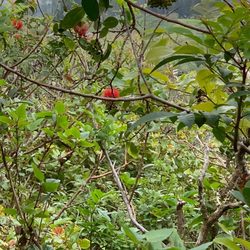 HeleWai Eco Tours