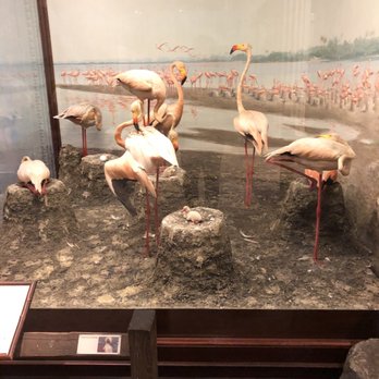 Field Museum - Museums Near Me - Chicago, Illinois