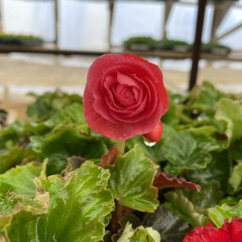 Peiffer’s Greenhouse - Begonia - Nurseries & Gardening Near Me - Denver, Colorado Peiffer’s Greenhouse - Begonia - Nurseries & Gardening Near Me - Denver, Colorado