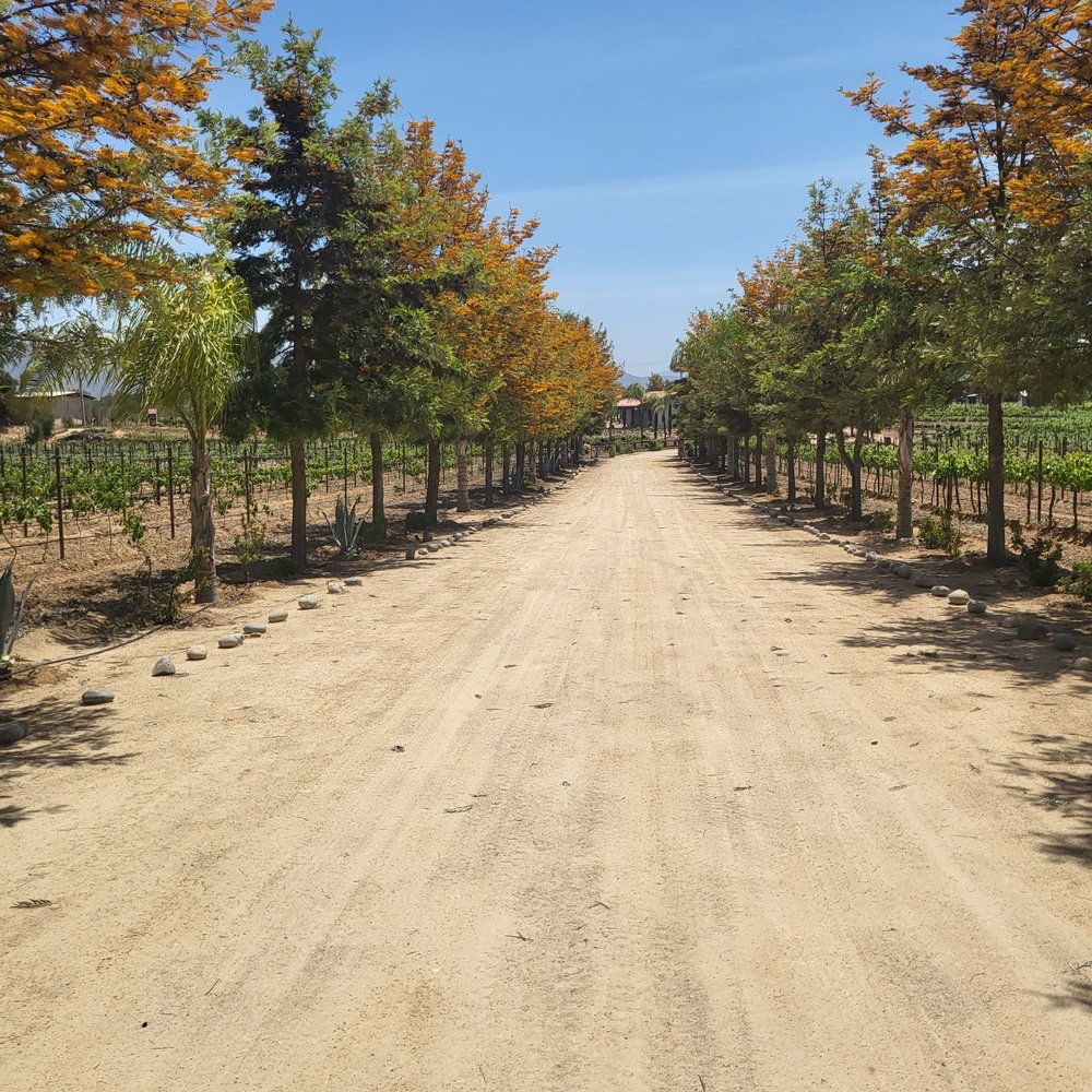 Rancho Los Retoños - Wine Tasting Room Near Me - Guadalupe, BCN Rancho Los Retoños - Wine Tasting Room Near Me - Guadalupe, BCN