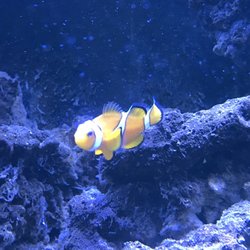 Hollywood Aquariums - Nemo and Marlin