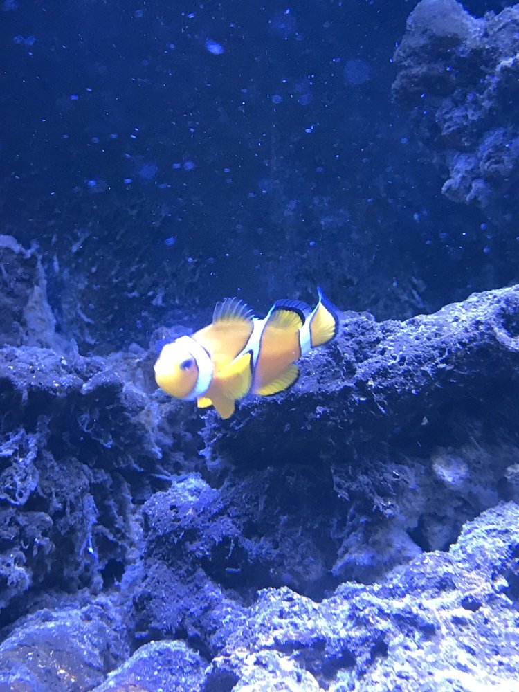 HOLLYWOOD AQUARIUMS Updated September 2024 17777 Pilkington Rd, Lake Oswego, Oregon