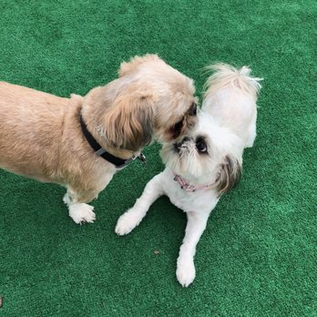 Pecos Pet Groomer - Pet Groomers Near Me - Las Vegas, Nevada Pecos Pet Groomer - Pet Groomers Near Me - Las Vegas, Nevada
