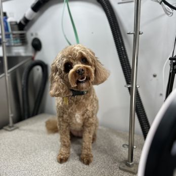 WhitsEnd Pet Grooming - Pet Groomers Near Me WhitsEnd Pet Grooming - Pet Groomers Near Me