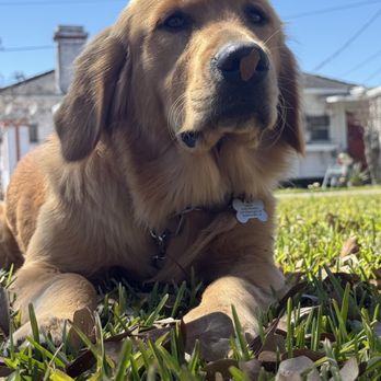Dawg Tawk K9 - Pet Training Near Me