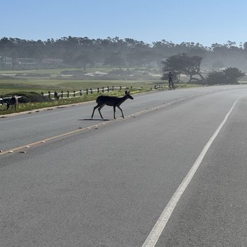 17-Mile Drive Scenic Tour - Golf course and Deer - Local Flavor Near Me 17-Mile Drive Scenic Tour - Golf course and Deer - Local Flavor Near Me